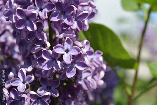 Bright, unusual plants, large bushes, colorful nature in summer. White purple flowering lilac bushes, Syringa, disambiguation, illuminated by bright sunlight. photo