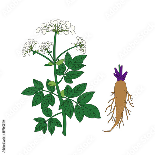 Angelica dahurica. Line drawing and coloring illustration of traditional Chinese medicine Angelica dahurica. photo