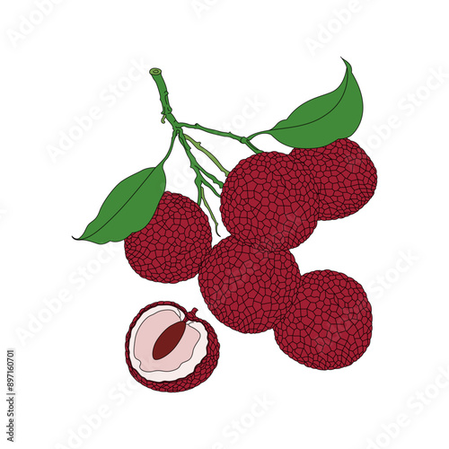 litchi. Line drawing color illustration of fresh fruit.