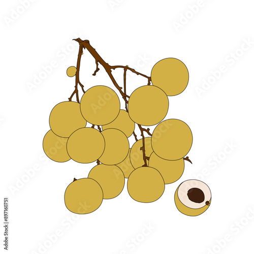 Longan, longan. Line drawing color illustration of fresh fruit.