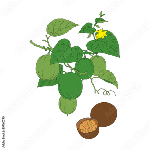 Siraitia grosvenorii. Line drawing color illustration of the traditional Chinese medicine Siraitia grosvenorii. photo