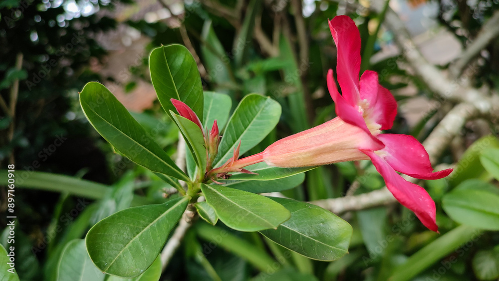Adenium Obesum with beautiful pink and white flowers, top view Adenium Obesum with beautiful pink and white flowers, top view