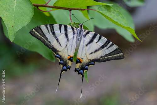 Obraz na płótnie Plum Swallowtail butterfly (Iphiclides podalirius) w salonie