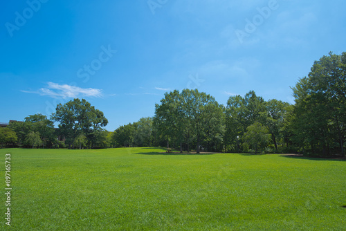 A park full of greenery in summer