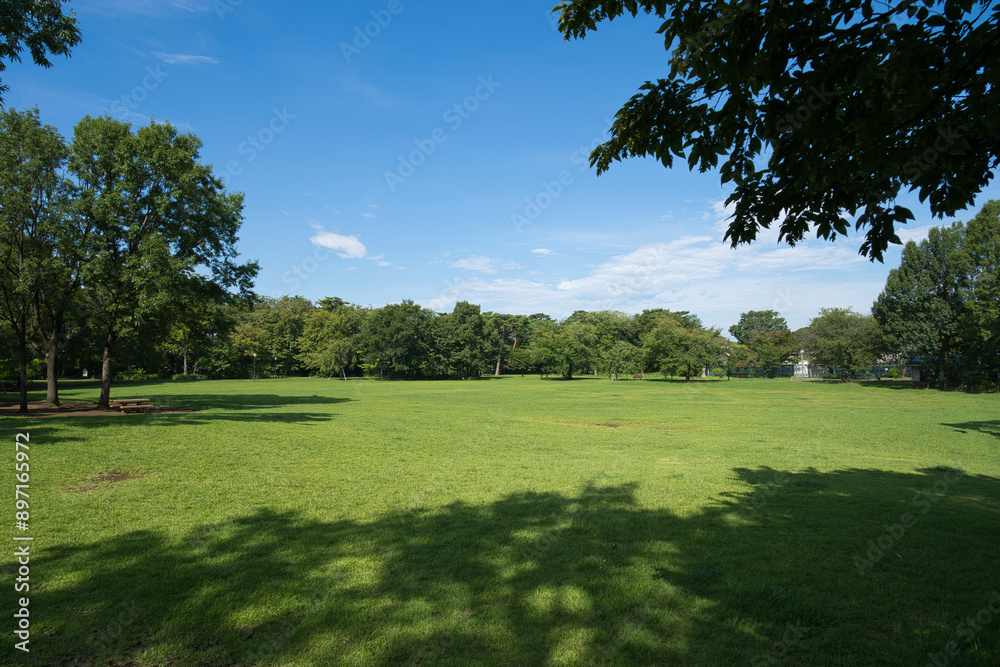A park full of greenery in summer A park full of greenery in summer
