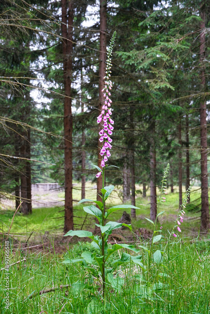 Obraz premium Digitalis (foxgloves) is native to Europe, Western Asia, and northwestern Africa. 