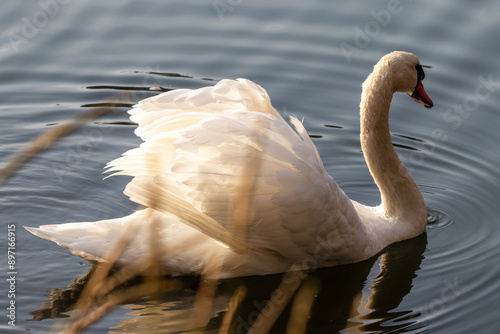 swan on the lake