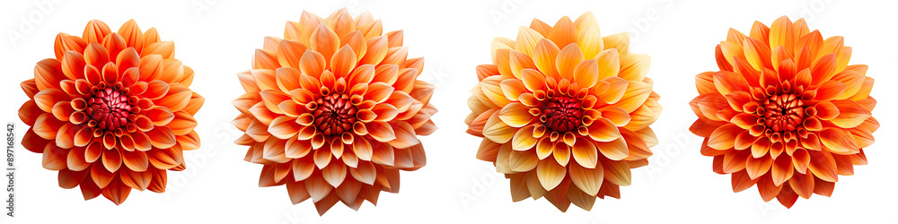 Collection set of orange dahlia flowers isolated on transparent background Collection set of orange dahlia flowers isolated on transparent background
