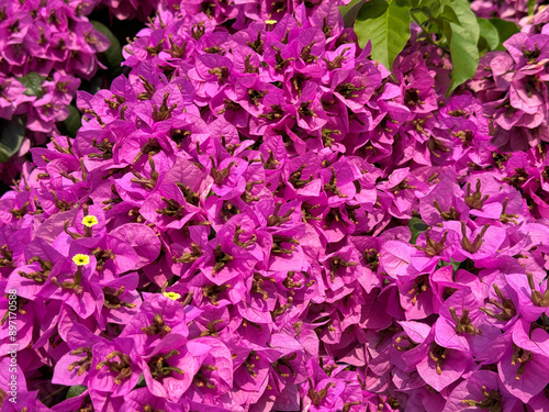 Bougainvillea beautiful pink flowers blossom 