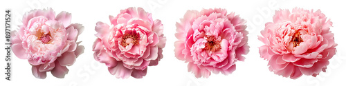 Collection set of peony Flowers isolated on transparent background photo