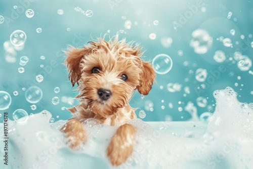 Underwater funny photo of brown maltipoo poodle puppy in the pool playing with fun - jumping, diving deep down. Beautiful simple AI generated image in 4K, unique. © ArtSpree