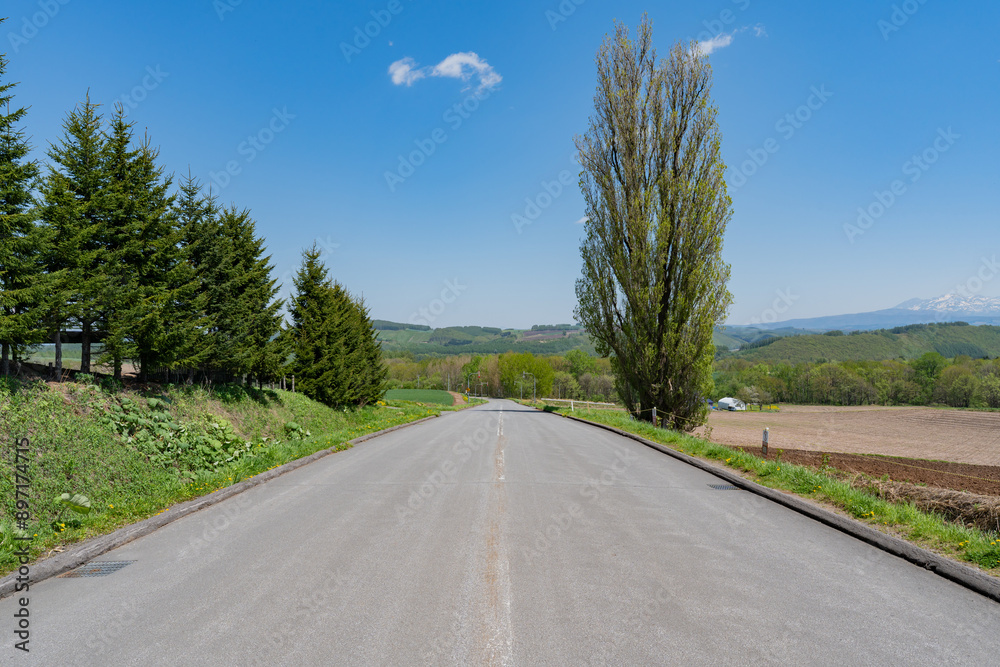 Fototapeta premium ケンとメリーの木