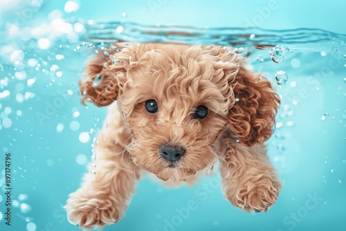 Underwater funny photo of maltipoo poodle puppy in the pool playing with fun - jumping, diving deep down. Beautiful simple AI generated image in 4K, unique. © ArtSpree