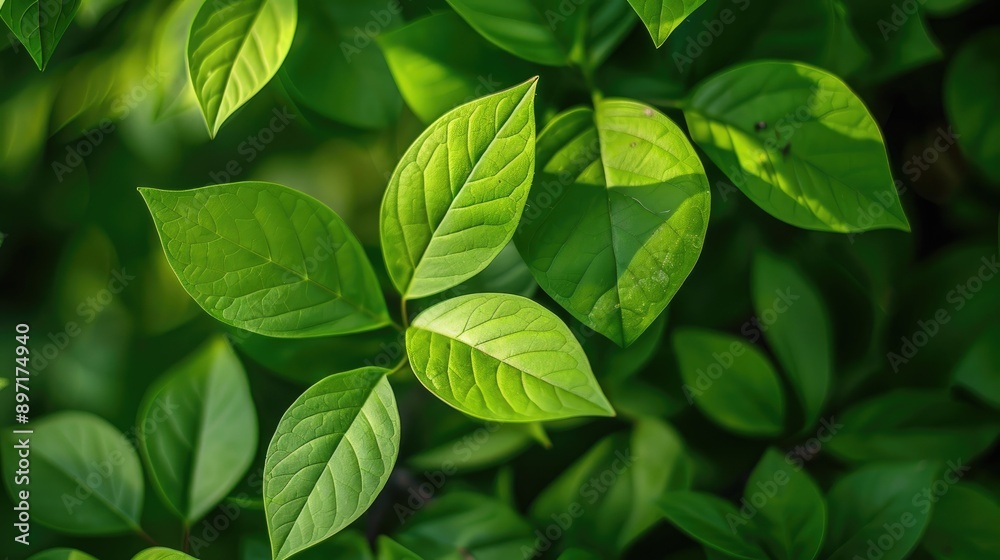 Macro nature background featuring green leaves Macro nature background featuring green leaves