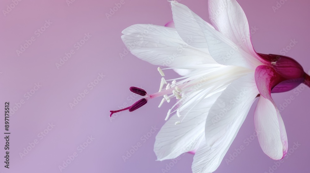 Naklejka premium Macro photograph of white Schlumbergera flower with burgundy pestle and stamens on lilac backdrop