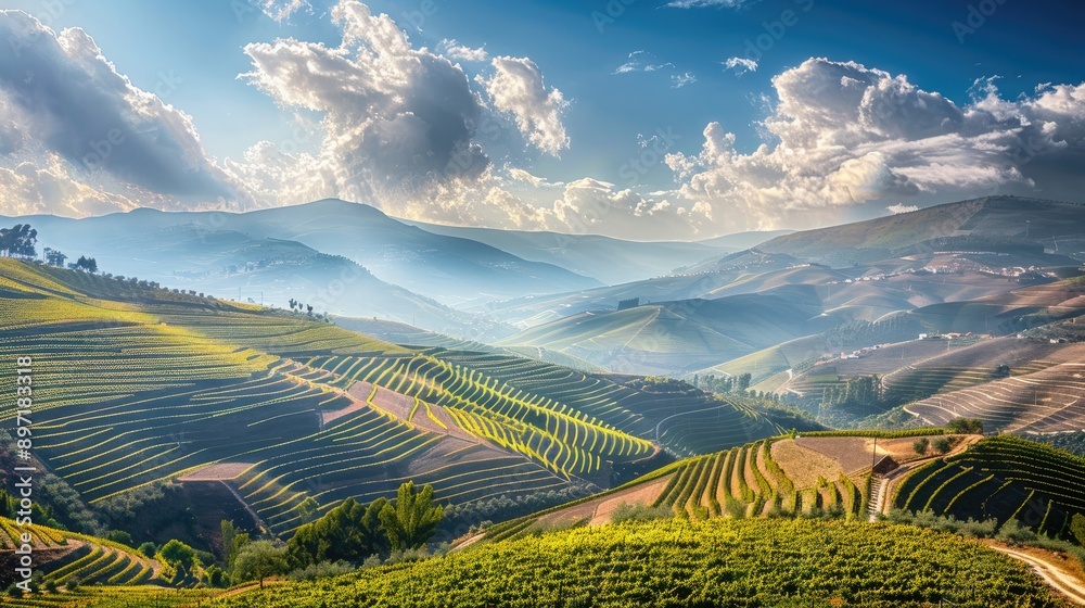 Fototapeta premium A picturesque scene of the vineyards and rolling hills of the Douro Valley in Portugal.