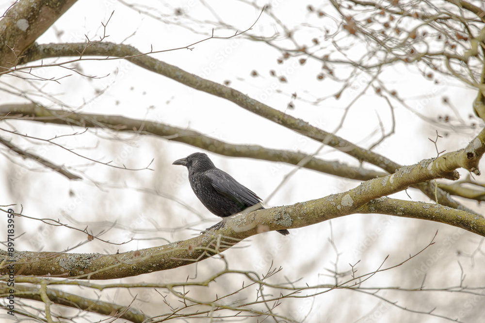 Two blackbirds sitting in a tree, shallow depth of field image, focus on birds, branches defocussed Two blackbirds sitting in a tree, shallow depth of field image, focus on birds, branches defocussed