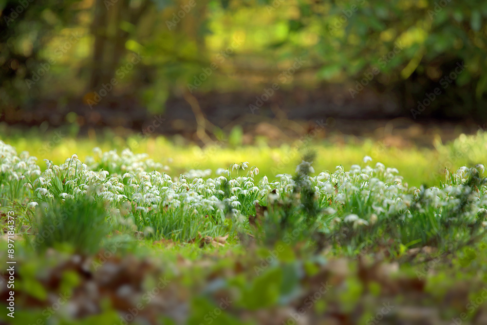Snowdrops in a woodland clearing, space for text Snowdrops in a woodland clearing, space for text