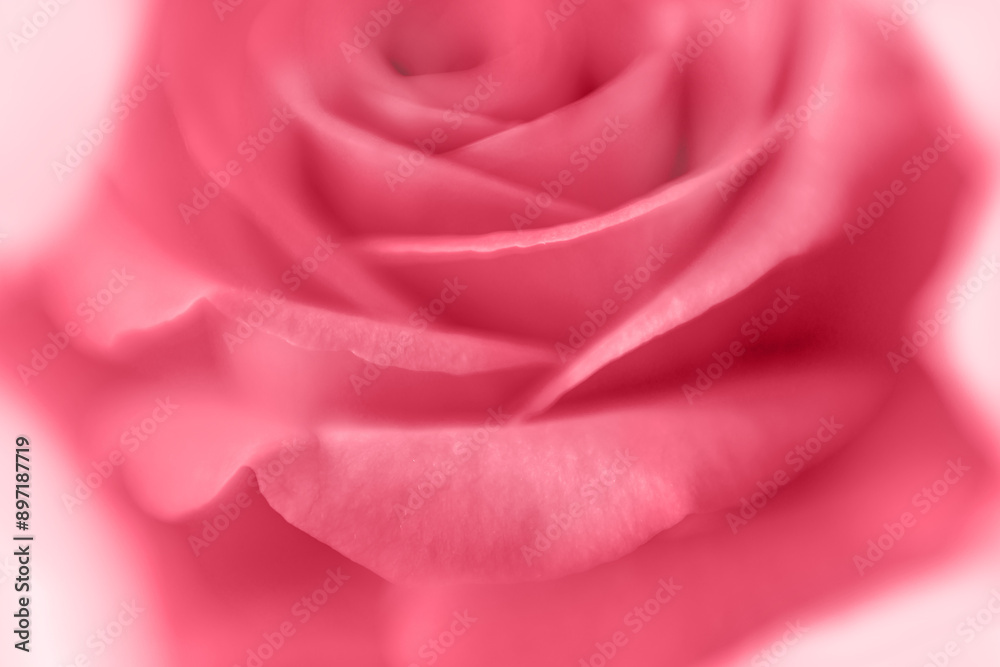 Single pink, magenta rose, soft focus image, shallow depth of field, shot on pale background Single pink, magenta rose, soft focus image, shallow depth of field, shot on pale background