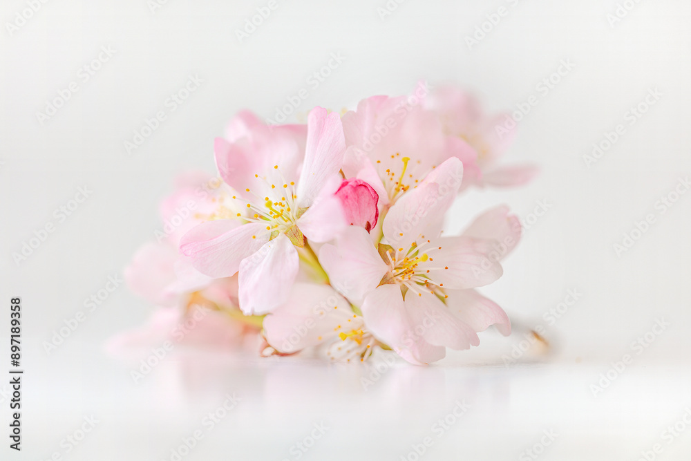 A single delicate sprig of apple blossom shot against white background on glass block, soft focus, soft image, pastel colours A single delicate sprig of apple blossom shot against white background on glass block, soft focus, soft image, pastel colours