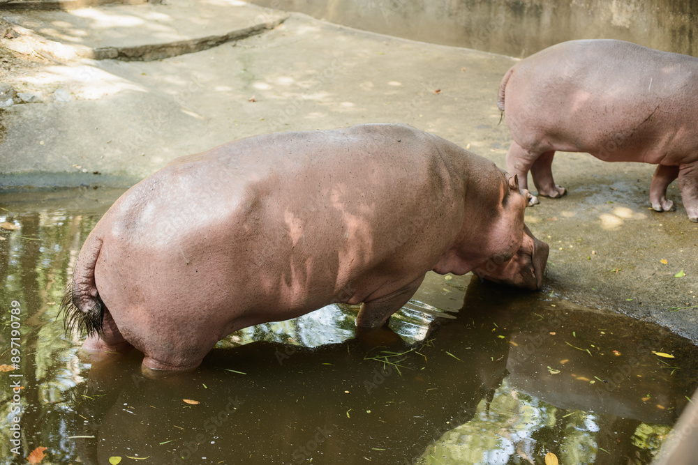 A hippopotamus at the zoo eats and swims A hippopotamus at the zoo eats and swims