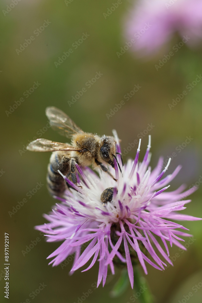 Bee on a flower of Centaurea scabiosa Bee on a flower of Centaurea scabiosa