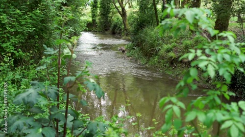 Tranquil Forest River in Slow Motion
