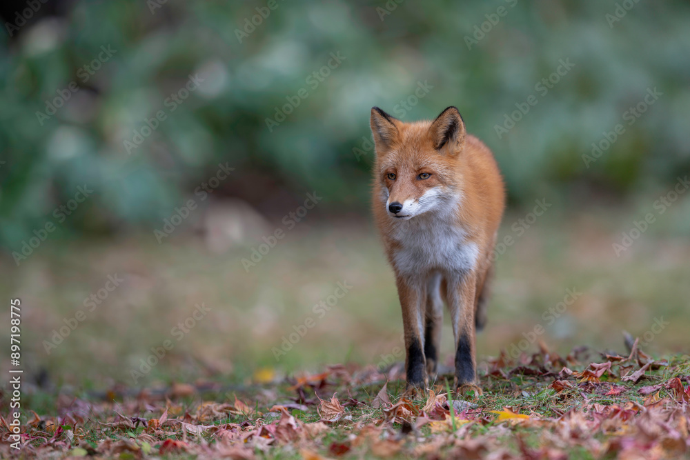 Fototapeta premium 晩秋のキタキツネ
