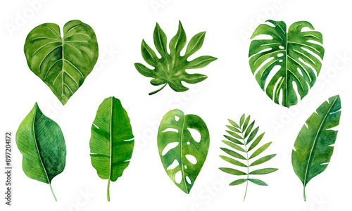 Tropical leaves set. Watercolor illustration isolated on white background.