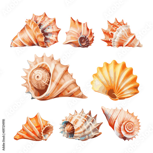 set cartoon sea shells on white background