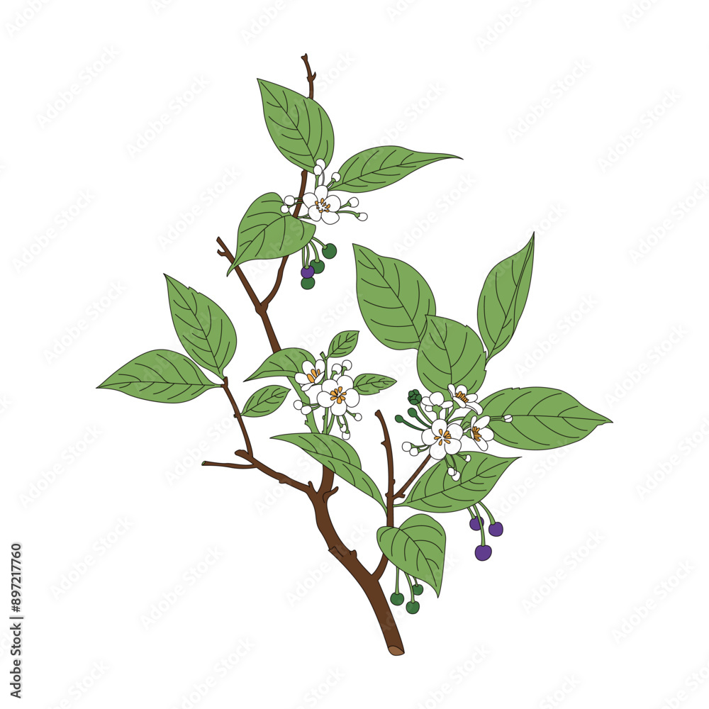 Ilex asprella. Line drawing and coloring illustration of the traditional Chinese medicine Ilex asprella. Ilex asprella. Line drawing and coloring illustration of the traditional Chinese medicine Ilex asprella.