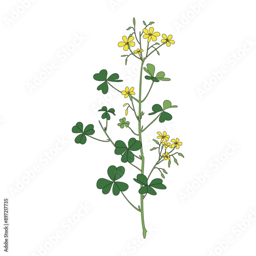 sorrel. Line drawing coloring illustration of traditional Chinese medicine soybean paste.