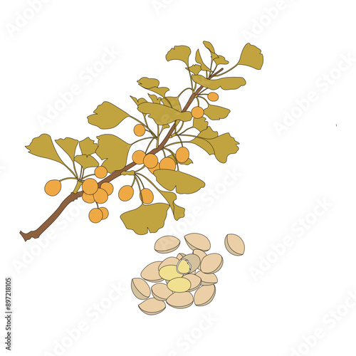 Ginkgo biloba. Herb Ginkgo biloba line drawing and coloring illustration.