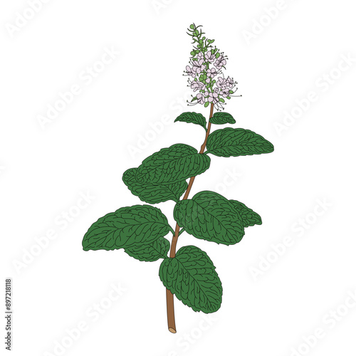 Mentha canadensis. Herb Mentha canadensis line drawing and coloring illustration.