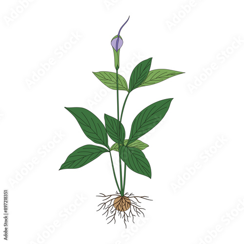 Pinellia ternata. Line drawing coloring illustration of traditional Chinese medicine Pinellia ternata. photo