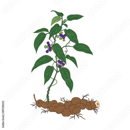 Poria. Line drawing and coloring illustration of Poria, a traditional Chinese medicine.