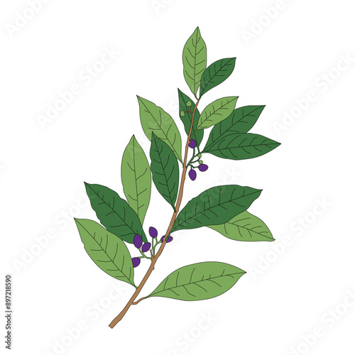 Laurus nobilis. Herbal medicine Laurus nobilis line drawing coloring illustration.