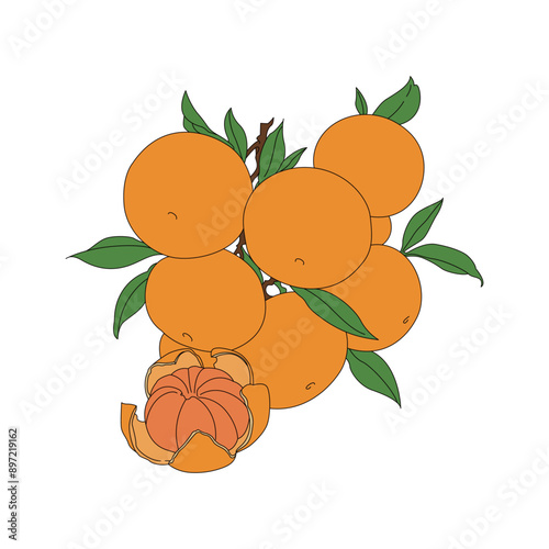 tangerine. Line drawing color illustration of fresh fruit.