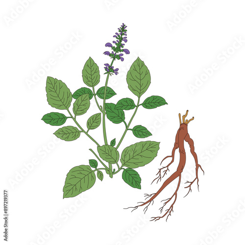 Salvia miltiorrhiza. Line drawing color illustration of the traditional Chinese medicine Salvia miltiorrhiza.