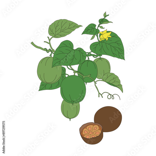 Siraitia grosvenorii. Line drawing color illustration of the traditional Chinese medicine Siraitia grosvenorii.