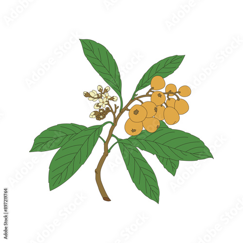 Loquat，Eriobotrya japonica. Line drawing and coloring illustration of the traditional Chinese medicine Eriobotrya japonica.