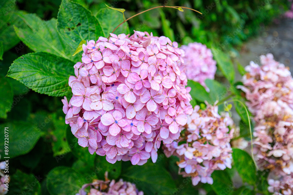 Delicate Pink Hydrangea Blooms with Blue Centers in Sunlight Delicate Pink Hydrangea Blooms with Blue Centers in Sunlight
