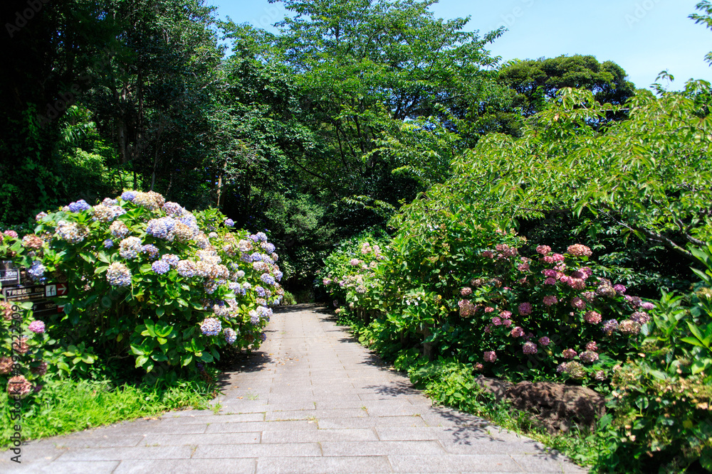 A Tranquil Stroll Through the Blooming Hydrangea Garden Path A Tranquil Stroll Through the Blooming Hydrangea Garden Path