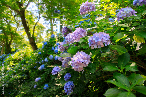 Vibrant Blue and Pink Hydrangea Blossoms Basking in Sunlight, Shimoda, Japan photo