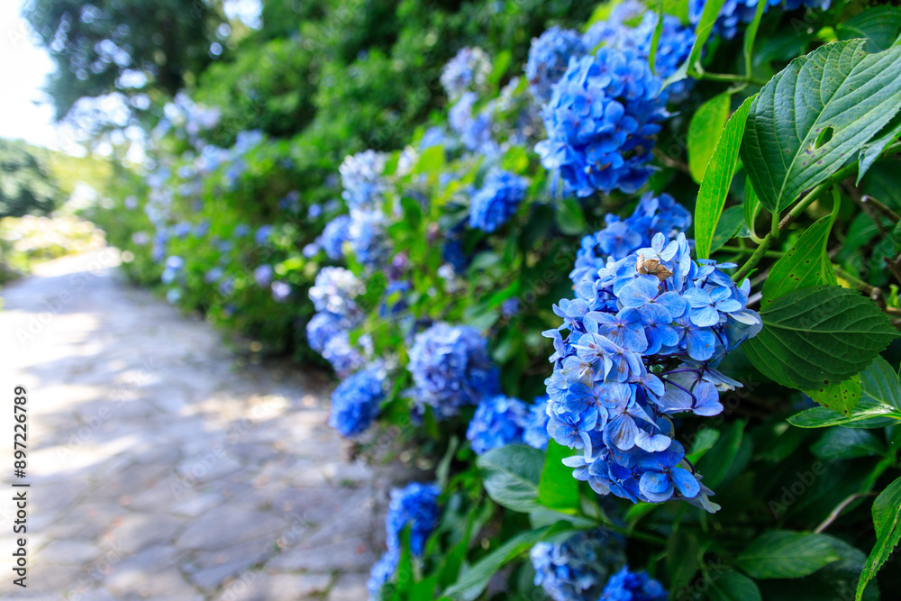 Blue Hydrangea Pathway Leading Through Lush Green Garden Blue Hydrangea Pathway Leading Through Lush Green Garden
