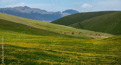 A picturesque high mountain plateau in the Almaty region (Kazakhstan) during the flowering period on a summer day