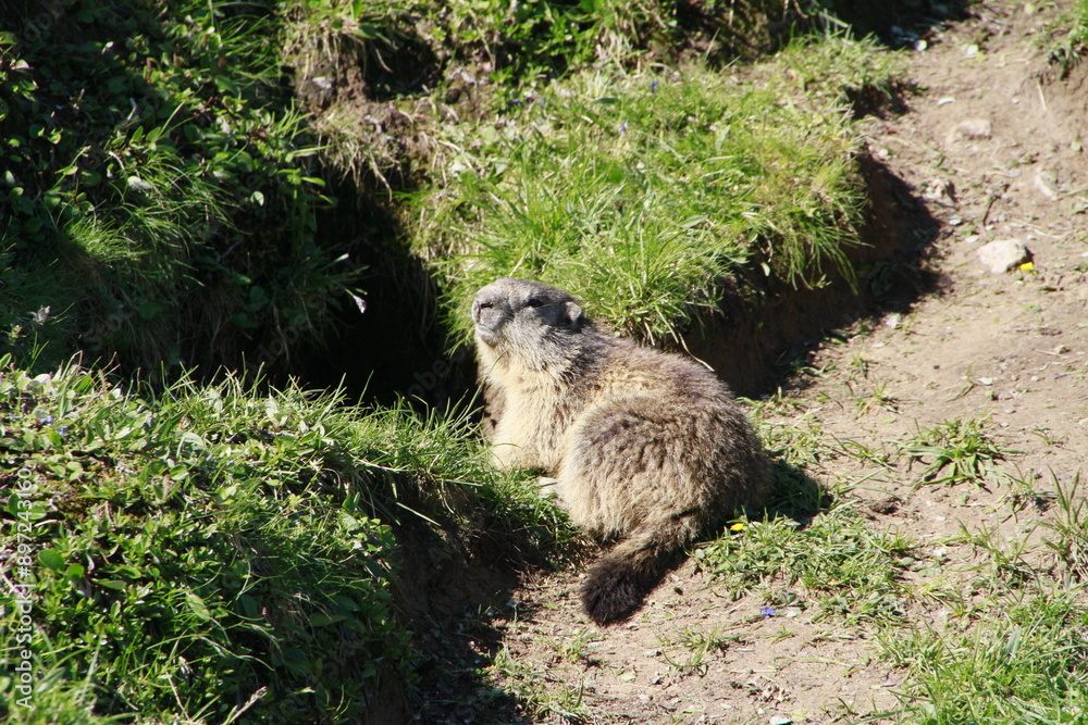 Fototapeta premium marmottes à la Plagne 