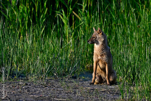 European jackal // Europäischer Goldschakal (Canis aureus moreoticus) - Donaudelta, Rumänien photo