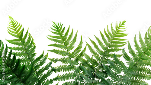 A detailed close-up of fresh green fern fronds, set against a clean white background to highlight the intricate patterns and natural beauty.