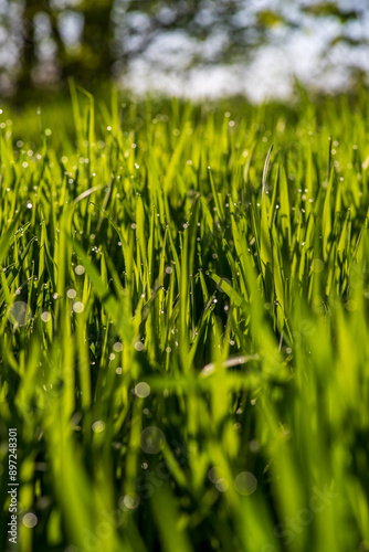 Morning dew on blades of green grass 1  